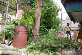 Jakarta prunes aging trees to prevent storm hazards