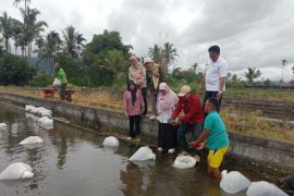 Distankan Rejang Lebong siapkan 3.200 indukan nila untuk pembibitan