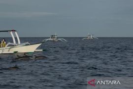 Hal yang perlu dipersiapkan untuk melihat lumba-lumba di laut Bali Utara