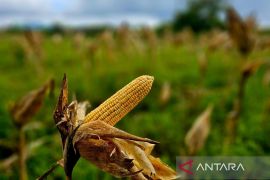 Natuna kembangkan budi daya jagung pipil di Bunguran Batubi