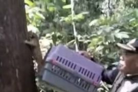 BKSDA Jambi lepasliarkan kukang dan trenggiling di cagar alam