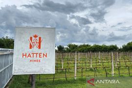 Berkunjung ke perkebunan anggur bak Eropa di Bali Utara