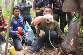 Anak gajah liar terjerat nilon di wilayah konsesi