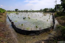 Upaya pengendalian hama tikus