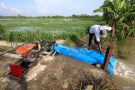 BPBD Lamongan catat 328 hektare sawah di dua kecamatan terendam banjir