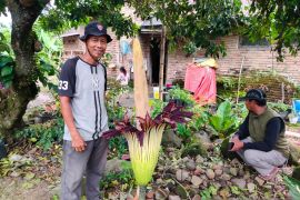 Menunggu 12 tahun, bunga langka mekar sempurna di belakang rumah warga Agam (Video)