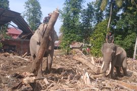 Pemprov: Kayu bekas banjir bandang tak boleh dibawa keluar Aceh