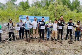 PT Timah tanam 5.000 mangrove di Pantai Kobelmitigasi perubahan iklim