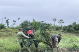 Berbak-Sembilang Park clears 98.8 hectares of illegal palm oil
