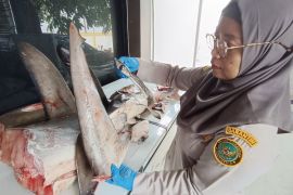 Karantina Banyuwangi gagalkan pengiriman 120 kilogram daging hiu