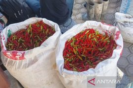 Petani Aceh Tengah memikul cabai untuk dijual ke Lhokseumawe