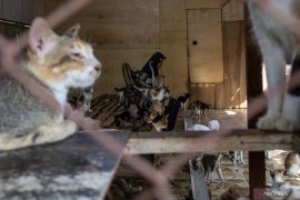 Salmiati perempuan penyelamat kucing tak bertuan