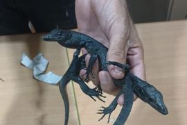 Kemenhut Gagalkan penyelundupan 32 reptil dilindungi oleh WNA Mesir