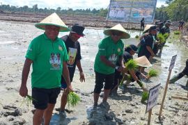 Pemkab Sarmi merealisasikan mencetak sawah baru seluas 130 hektare