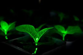 Peneliti China Kembangkan Tanaman yang Mampu Bercahaya Sendiri