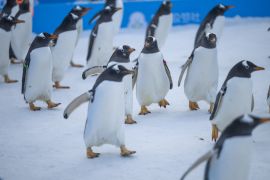 Menengok momen menggemaskan parade 100 ekor penguin di Harbin, China