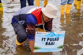 Pertamina hijaukan pesisir Bengkulu lewat penanaman 2.200 mangrove