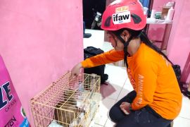 COP bantu penanganan satwa terdampak bencana hidrometeorologi di Agam (Video)