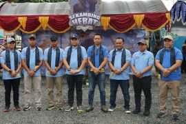 Pemkab Kotabaru tingkatkan kualitas hasil ternak kambing