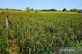 Pemkab Natuna berhasil melampaui target nasional luas tanam padi hingga 7,8 ha
