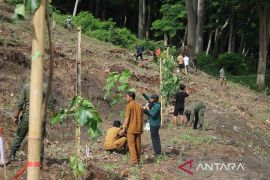 BKPH Ampang Riwo Dompu tanam 1.000 Pohon Kemiri