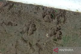 Pasca bencana, Harimau Sumatra teror warga Desa Perkebunan Tapsel