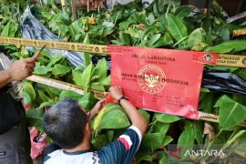 Karantina Kalsel segel ribuan bibit pisang ilegal dari Ngawi Jatim