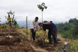 BRI Insurance tanam bibit pohon jaga iklim Bogor