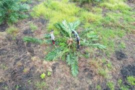 Kementerian Kehutanan musnahkan 98,8 hektare sawit ilegal di TN Berbak Sembilang