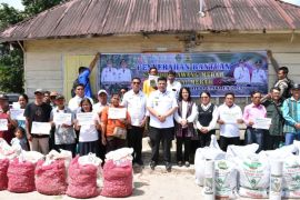 Setelah bibit padi, Bupati Samosir serahkan bantuan bawang merah dan cabai merah