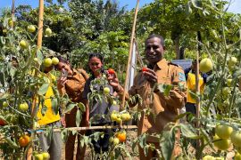 Pemkot Sorong gandeng Yayasan Tani kembangkan komoditas tomat unggulan