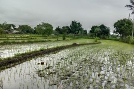 Lombok Tengah pertahankan alih fungsi lahan dampak bypass