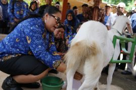 Kampung Ternak Gunungkidul meningkatkan produktivitas kualitas ternak