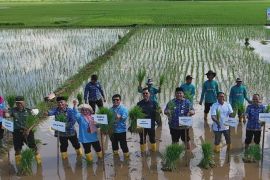 PGN - BRIN dukung dan kembangkan budidaya padi biosalin di lahan pesisir Jepara