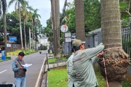 Cuaca ekstrem, Distamhut DKI aktifkan Tim Siaga Pohon Tumbang