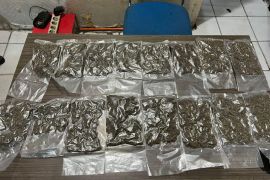 Polresta tangkap pengguna ganja saat bawa 16 paket di Kota Jayapura
