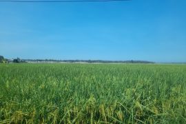 Produksi padi di Serang 576.091 ton, lampaui target