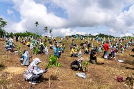 Hari menanam pohon Indonesia, AMMAN tanam lebih dari 50 ribu bibit pohon