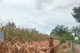 Hingga November, Pemkab Pasaman Barat catat produksi jagung 174.645 ton