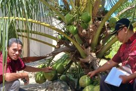 Komoditas kelapa dan pala di Malut jadk indikasi geografis terlindungi