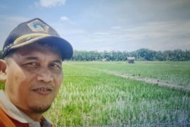 Pemkab Pasaman Barat catat produksi padi capai 75.138 ton