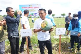 Pemkab Sidrap perkuat ketahanan pangan lewat panen raya semangka tanpa biji