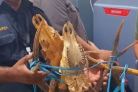 BKSDA Maluku amankan tiga opsetan rusa di pelabuhan Ambon saat pemeriksaan rutin