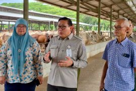 Kementan menjaga harga dan pasokan daging sapi jelang Nataru