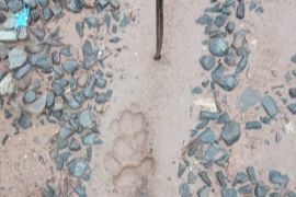 Warga Tapsel diteror Harimau, BKSDA pasang kamera pengintai