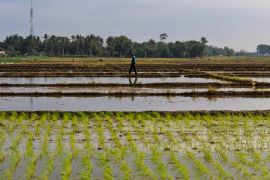 Dari kios pupuk hingga sawah, senyum petani Lampung berkat HET baru