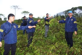 Tiga perusak kebun teh di Cikajang Garut ditangkap polisi