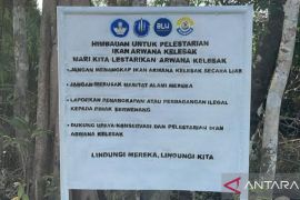 UBB dorong peran masyarakat lindungi Arwana Kelesak di Bangka Barat