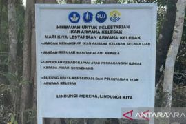 UBB bersama warga Tugang lindungi ikan arwana kelesak dari kepunahan