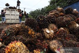 Harga TBS periode IV Januari 2026 di Sumbar naik jadi Rp3.610,00 per Kg